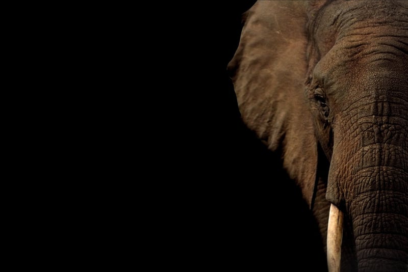 Celebrity volunteering at an elephant sanctuary